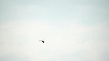 en flock av seagulls flyga i värma solnedgång himmel över de hav. silhuetter av seagulls flygande i långsam rörelse med de hav i de bakgrund på solnedgång. kväll. ingen. frihet begrepp video