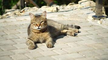 A cute happy grey tabby kitten lies and rests on the floor of the park in the rays of sunlight, looks at the camera, wiggles its ears and enjoys the morning sun. video