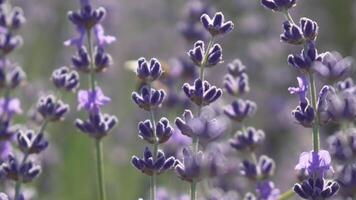 Lavender fields with fragrant purple flowers bloom at sunset. Lush lavender bushes in endless rows. Organic Lavender Oil Production in Europe. Garden aromatherapy. Slow motion, close up video