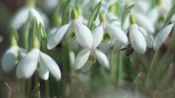 Snowdrops, flower, spring. White snowdrops bloom in garden, early spring, signaling end of winter. video