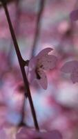 een dichtbij omhoog van een helder roze bloemen perzik boom voorjaar bloeien. verticaal . langzaam beweging video