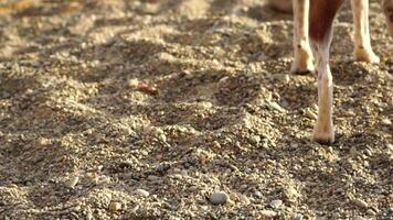 schattig senior vos terriër puppy ophalen een stok Aan de strand. knap Mens en zijn hond spelen halen Bij de strand Aan zonsondergang. langzaam beweging video