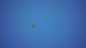 Predator falcon bird hovering in air, hunting for food on ground. Soaring falcon or hawk froze in the air above the ground, ready to rush down for prey. Slow motion video