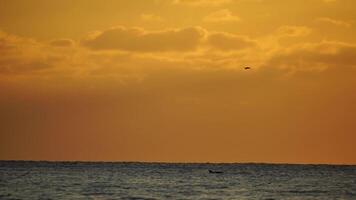 un rebaño de gaviotas mosca pescar y delfines nadar en el mar. calentar puesta de sol cielo terminado el océano. siluetas de gaviotas volador en lento movimiento con el mar en el antecedentes a puesta de sol. noche. nadie. video