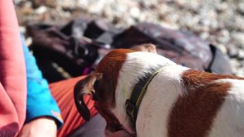 fofa Senior Raposa terrier cachorro buscar uma bastão em a de praia. bonito homem e dele cachorro jogando buscar às a de praia em pôr do sol. lento movimento video