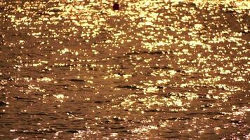 Blurred golden sea at sunset with shifting focus and bokeh effect. Sun reflects and sparkles on waves, illuminating golden sea. Holiday recreation concept. Abstract nautical summer ocean sunset nature video