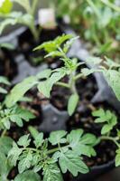 Young tomato seedling plants photo