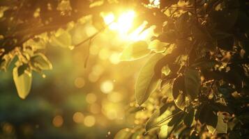 The golden light filtering through the leaves of trees in a city park creating a peaceful and serene atmosphere photo