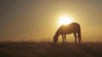 The silhouette of a lone horse grazes in a field as the sun sets a peaceful and idyllic scene on the open road photo