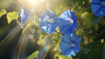 The delicate blue blooms of a morning glory vine their petals seeming to dance in the sunlight as it filters through them photo