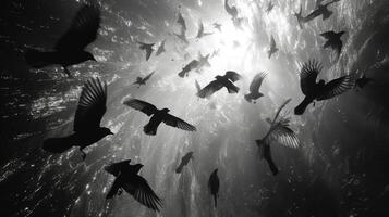 Texture of chaotic movement as a swarm of birds weaves through the air leaving a trail of mesmerizing patterns in its wake photo