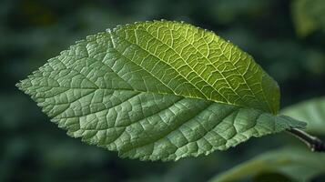 Closeup of an elm leaf revealing its vibrant green color and fluttering texture as it gently sways on a branch photo