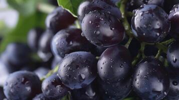 A closeup of a small bunch of purple gs makes up the sixth image. The gs are tightly ed together with deep green vines snaking around them. The gs seem to almost burst wit photo