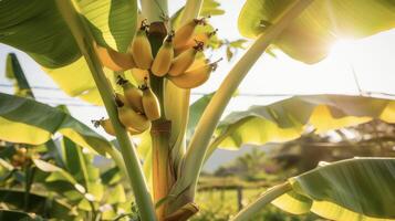 A of ripe yellow bananas growing on a tall sy plant with large broad leaves photo