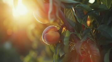 The suns rays delicately dancing through the leaves of a peach tree highlighting the vibrant colors of the plump ripe fruit ready for picking photo