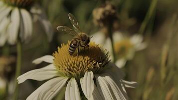 The delicate wings of the bees beat effortlessly as they move from flower to flower spreading life and vitality through their pollination photo