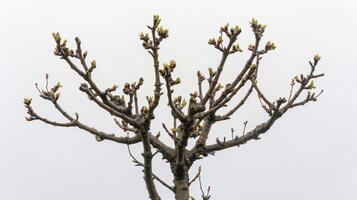 Finally the tree stands having given its all in the fruitbearing cycle. But in its place new buds and blossoms have already emerged signaling the start of a new growth cycl photo