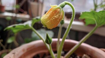 A delicate flower blooming on top of a mature zucchini plant soon to be followed by a tasty vegetable photo