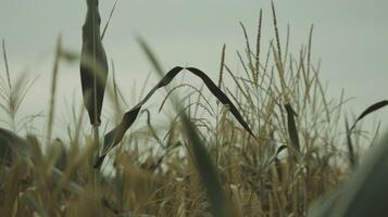 The tall stalks of corn sway in the breeze their silky yellow tels signaling that they are ready for pollination photo