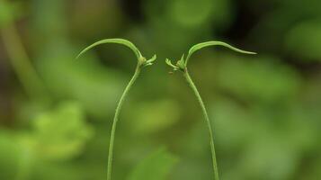 Two seedlings appear to be in conversation their thin stems intertwined as if sharing secrets. The contrast between their different shades of green only adds to their uniqu photo