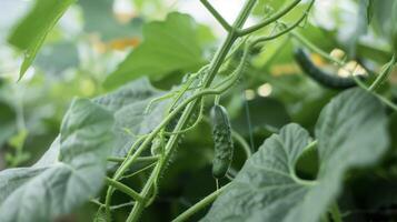 Growing A closeup of a cucumber plant its long climbing vines winding their way up a trellis. The leaves are a deep green and there are multiple small cucumbers growing an photo