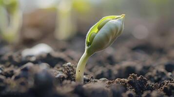 A closeup of a freshly sprouted green bean seedling poking through the earth still attached to its seed coat photo