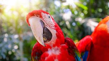 Red and white jungle macaw parrot with open beak friendly staring at camera photo