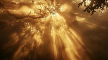The mist swirls and dances in the first rays of sunlight creating an otherworldly sight photo