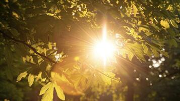 Sun flare peeking through gaps in leafy park trees casting a magical glo photo