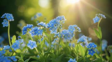 A row of delicate forgetmenots each tiny blue flower seeming to shine in the suns rays ping through their petals photo