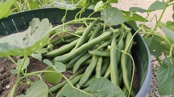 A bushel of dark green string beans with some pods already beginning to with plumpness and others still elongated and waiting to mature photo