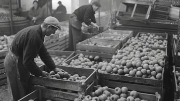 The fruit is then inspected sorted and packed into crates ready to begin its journey from the orchard to the market photo