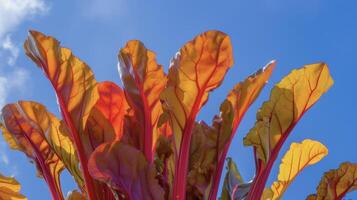 A bouquet of freshly harvested rainbow Swiss chard leaves with their vibrant red orange and yellow stems reaching towards the sky photo