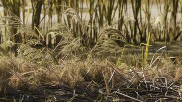 A detailed view of the layers of paddy plants with tall and thin stalks in the foreground and shorter ones in the background. The layered effect adds dimension to the image photo