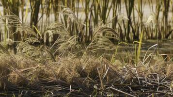 un detallado ver de el capas de arrozal plantas con alto y Delgado tallos en el primer plano y más corta unos en el antecedentes. el en capas efecto agrega dimensión a el imagen foto