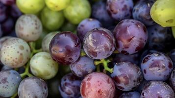 A macro shot of a of gs with the individual gs in focus and showing their varying shades of purple and green. The gs look plump and juicy eagerly awaiting the harvest photo