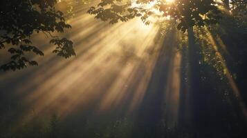 The early morning sun casting tall ethereal columns of light towards the heavens photo