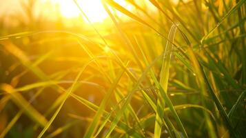 Vibrant pops of green and yellow create a mesmerizing pattern as the sugarcane sways in the breeze under the warm glow of a sunset. photo