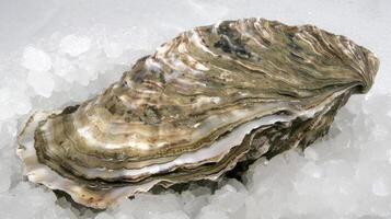 A large oyster resting on a bed of ice, showcasing its size and texture against the icy surface photo