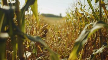 A team of scientists in a field surrounded by tall corn stalks and sunflowers studying their potential as renewable energy sources. photo