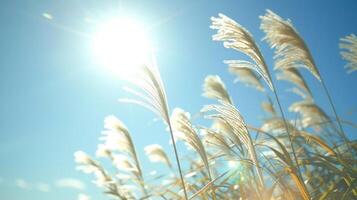 A closeup shot of tall blades of grass gently swaying in the wind with the sun shining brightly in the background emphasizing the natural power and beauty of renewable energy. photo