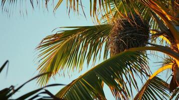 In the early morning light a palm tree stands tall and proud with a of bird nests visible in its upper branches. The birds are just waking up and starting their day as they rely on photo