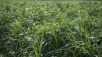 A field of tall green biofuel crops swaying in the wind with small irrigation lines strategically p between the rows. This efficient irrigation system allows for precise water usage photo