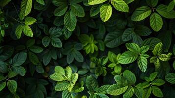 Varying shades and textures of green leaves create a multidimensional effect making it seem as if you are standing at the base of a giant tree. The overall effect is peaceful and calming photo