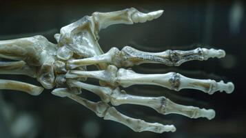 The graceful intertwining of bones in the hand forming a sy frame for movement and dexterity. photo