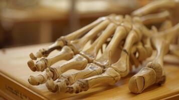 The delicate and precise structure of the hand bones capable of creating intricate art and design. photo