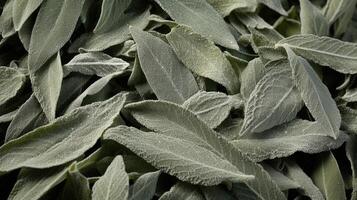 The dusty green leaves of dried sage, adorned with tiny flecks of silver, thought to channel passionate energies when mixed with other magical ingredients. photo