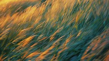 A blur of motion and color fills the image as the wind brushes through a field of corn at dusk. The tall stalks seem to dance in rhythm with the gusts creating an expressionist photo