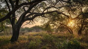 The peaceful stillness of the evening is captured in this image as the suns soft rays gently touch the tops of the Jatropha trees highlighting their delicate leaves and branches. The photo