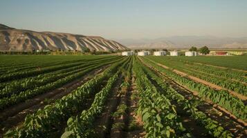 A timelapse image of a vast field of Jatropha plants being harvested by a team of farmers. In the background large storage tanks can be seen ready to store the harvested plants for photo